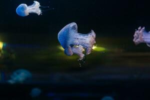 petit méduses illuminé avec bleu lumière nager dans aquarium. photo