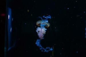 petit méduses illuminé avec bleu lumière nager dans aquarium. photo