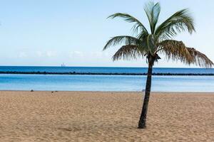 paume des arbres sur le plage Tenerife photo