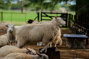 mouton dans le corral. mouton animaux domestiques sur le ferme photo