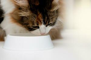 portrait de un orange-blanc-noir national chat en buvant Lait de une bol. espace pour texte. photo