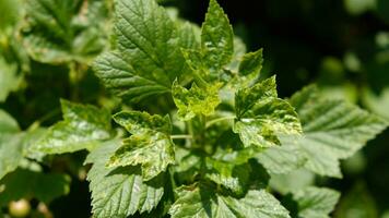 groseille feuilles endommagé par fongique maladies ou insecte nuisibles. carence ou excès de éléments et microéléments de plante nutrition, maladie. photo