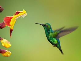 oiseau, vert oreille violette, colibri thalassine, colibri dans vol isolé sur une vert arrière-plan, magnifique colibri oiseau sirotant mon chéri fleur avec coloré Contexte. faune la photographie. photo