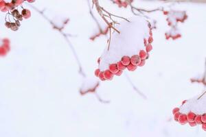 rouge sorbier des oiseleurs baies couvert avec gel dans le hiver paysage. la nature. givre photo