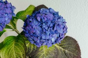 femme arrosage hortensia à maison. bleu indigo rose violet hortensia, hortensia fermer macro gouttes. floral Contexte photo