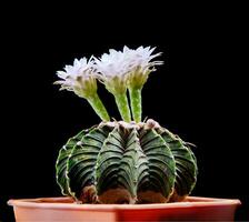 gymnocalycium lb2178 cactus avec blanc fleur épanouissement photo