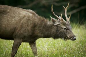 klaxon Sambar cerf sur pâturage champ photo