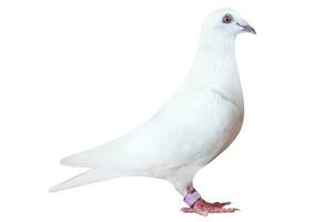blanc plume de la vitesse courses Pigeon isolé sur blanc Contexte photo