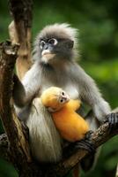 singe feuille sombre dans le parc national de thaïlande photo