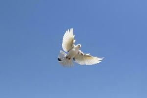 plein corps de blanc plume retour Pigeon en volant contre clair bleu ciel photo