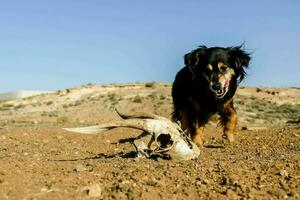 une chien est permanent suivant à une crâne photo