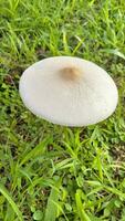 sauvage champignon champignon dans une champ de vert herbe. magnifique fermer de forêt champignons dans herbe, l'automne saison. peu Frais champignons, croissance dans vert herbe l'automne photo