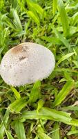 sauvage champignon champignon dans une champ de vert herbe. magnifique fermer de forêt champignons dans herbe, l'automne saison. peu Frais champignons, croissance dans vert herbe l'automne photo