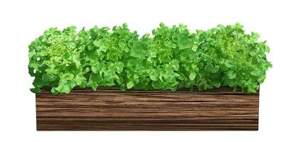 biologique salade les plantes dans une en bois pot isolé sur une blanc Contexte photo