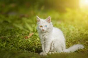 peu blanc chaton de Britanique chat séance sur le herbe photo