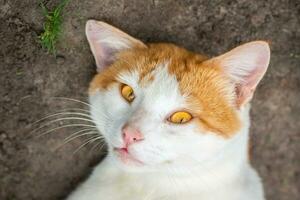 rouge chat avec gentil vert, bleu yeux, peu rouge chaton. portrait mignonne rouge gingembre chaton. photo