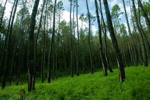 coban Talun pin forêt, malang, Indonésie photo