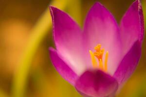 crocus vernus avec rose pétales. printemps crocus. printemps fleurs. fermer. macro. doux se concentrer. photo