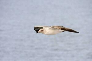 une mouette en volant plus de le océan avec ses ailes propager photo