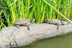 à oreilles rouges tortues sur le rochers dans central parc, Nouveau york ville, Etats-Unis photo