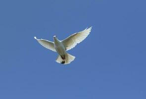 blanc plume Pigeon en volant contre clair bleu ciel photo