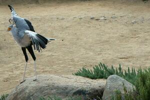 secrétaire oiseau sur une Roche avec étalé ailes photo