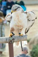 d'or Aigle pendant une formation session photo