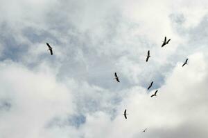 groupe de blanc cigognes en volant, vu de dessous. photo