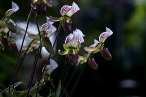 dame pantoufle orchidées ou paphiopedilum callosum rchb Stein coule dans plein Floraison le originaire de épiphyte plante à tropical forêt tropicale de sud-est Asie photo