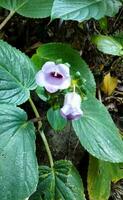 gloxinie Perennis fleur les plantes grandir sauvage dans le Cour jardin photo