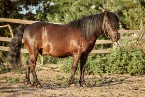 attaché marron poney permanent dans le paddock. photo