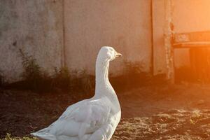 blanc OIE profiter pour en marchant dans jardin. national oie. OIE cultiver. Accueil oie. Soleil éclater photo