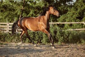 cheval fonctionnement dans le paddock sur le le sable dans été photo