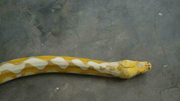 albinos pythons sont blanc et Jaune photo