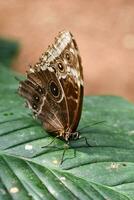 une marron papillon sur une vert feuille photo