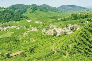 le vignobles de le italien Région de Lombardie photo