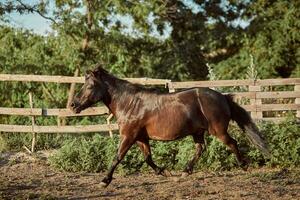 attaché marron poney fonctionnement dans le paddock. photo