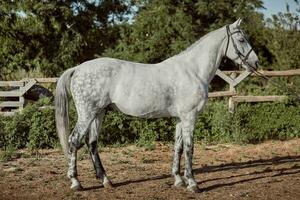 de race cheval dans une stylo en plein air et photo