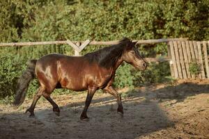 attaché marron poney fonctionnement dans le paddock. photo