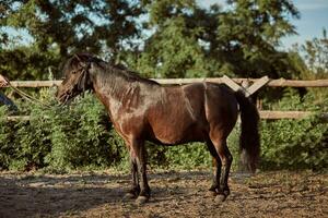 Beau cheval dans le paddock. cultiver. ranch. photo