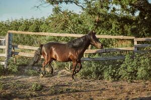 attaché marron poney fonctionnement dans le paddock. photo