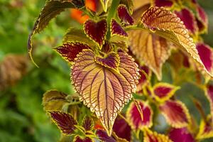 cette photo spectacle coloré feuilles et proche UPS de micro les pièces de les plantes