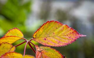 cette photo spectacle coloré feuilles et proche UPS de micro les pièces de les plantes