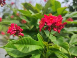 le fleurs sont ne pas une brillant rouge bouquet. photo