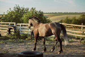 cheval fonctionnement dans le paddock sur le le sable dans été photo