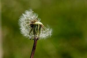 beaux pissenlits sur fond vert photo