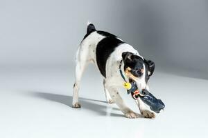 Renard terrier posant dans studio sur gris Contexte. photo