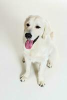 Labrador retriever sur une blanc Contexte photo