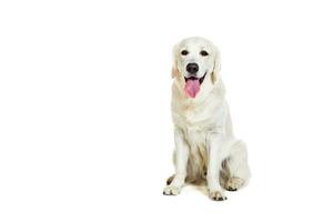 Labrador retriever sur blanc Contexte photo