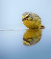 Jaune bergeronnette Motacilla flava dans l'eau photo